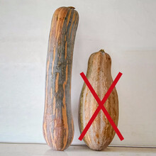 寿禾 早栗蜜本南瓜种子板栗甜栗密本秧苗春季播种早熟高产耐贮运南瓜籽蔬菜苗寿光种籽种苗 健美蜜本南瓜种子 10粒（没有大肚子）【散装】