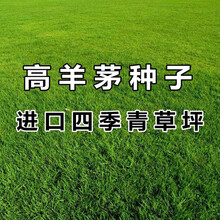 高羊茅草籽 进口耐践踏庭院不修剪护坡绿化草皮 四季青草坪种子农民老史 蓝标高羊茅种子1斤