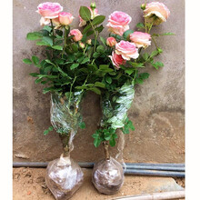 美国凌霄花苗阳台庭院绿化爬墙攀援花卉凌霄爬藤植物开花爬山虎月季花苗玫瑰花苗四季开花花卉盆栽 欧月粉龙 不含盆