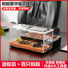 蚂蚁工坊生态蚂蚁农场日本弓背蚁等含蚁后仿真窝巢加快产卵儿童礼物办公室研究科普观察屋城堡别墅 尼科巴弓背蚁 1蚁后100工蚁