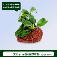 懒人活体真水草鱼缸造景装饰淡水植物莫斯沉木定植水榕水族箱套餐 火山石迷你水榕