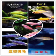 豆乐奇 斑马鱼 淡水鱼 观赏鱼 小型鱼 热带鱼 蓝莓斑马蝶翼斑马 灯科鱼 群游鱼 好养易活 新手鱼 红+蓝+柠檬+蓝莓+苹果绿各2条