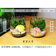 观赏生态瓶鱼微景观免换水免打理diy水族办公桌面创意造景鱼缸 星空大号(黄金砂款)