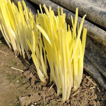 韭菜种子苗多年生寿光独根红韭菜宽叶雪韭种子盆栽紫韭菜根基地寒青韭霸种子菜园特色韭黄种子 韭黄种子10克(避光种植)