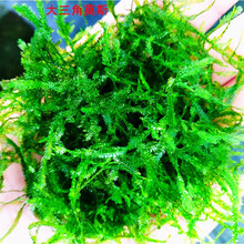 大三角莫斯火焰垂泪松茸散装莫丝绿藻球莫斯树鱼缸造景装饰真水草 乳白色 散装大三角20g