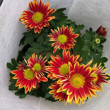 醉花春  菊花苗秋菊多头菊女王菊波斯菊荷兰菊雏菊菊花盆栽带花发货不含盆 金边黄带花