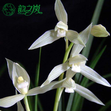 韵之岚兰花苗 莲瓣兰大雪素 云南老种浓香室内室外绿植兰草花卉盆栽易成活冬带花苞发货 2苗连体苗 关注送肥 脱盆裸根发货