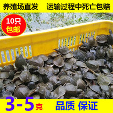 润宝龙外塘甲鱼苗小甲鱼苗水鱼苗王八苗中华鳖生态养殖龙鱼活体 12-15克