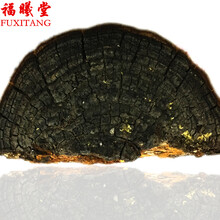 福曦堂  西藏桑树桑黄 桑黄灵芝 选货 桑黄 250克*1袋