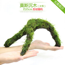 鱼缸水族箱造景水榕沉木活体水草淡水无土植物后景宫廷真水草绿菊 大号莫斯沉木(约35cm)