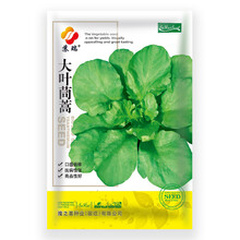 苏瑞大叶空心菜茼蒿韭菜芹菜木耳菜种子四季种植高产蔬菜种子 大叶茼蒿【原装10g】