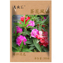 花种子四季播易种易成活格桑花卉种籽阳台盆栽矮杆多年生混色室内花卉种孑重瓣向日葵种子 凤仙花300粒