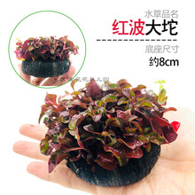 鱼缸懒人水草活体植物水榕沉木莫斯真水草种子水族箱造景装饰套餐 花色 红波大坨草