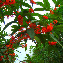 桂花树苗盆栽四季开花庭院绿化美观室内外地栽金桂大树浓香型花卉绿植 朱砂桂 4年苗【当年开花】