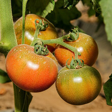 寿禾蔬菜苗批发大全茄子苗辣椒苗番茄苗春季夏季寿光带土菜苗子 草莓番茄苗 6棵