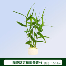 懒人活体真水草鱼缸造景装饰淡水植物莫斯沉木定植水榕水族箱套餐 陶瓷环定植青竹8颗