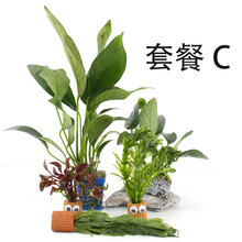 鱼缸水草有茎活体淡水植物生态阴性真水草水溶增氧懒人造景套餐水族箱中后景 C套餐