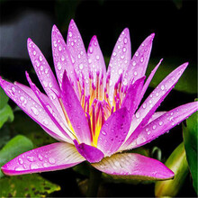 【买2颗送1颗】带芽大睡莲根块根茎碗莲荷花种子盆栽水培植物水生根块四季开花鱼缸室内庭院池塘水养花卉 年华D