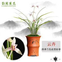 刘阁兰花苗 四季兰色花精品 云卉 夏带花苞出售好养阳台花卉盆栽绿植 3苗连体裸根