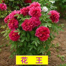盆栽花卉牡丹花苗 大花重瓣牡丹苗 盆栽地栽庭院种植 耐寒耐旱牡丹苗4主叉以上大苗 牡丹王 10年苗 花王 十年苗4分支以上