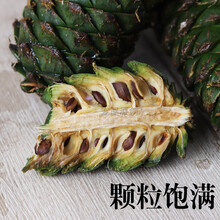 松塔野生松鼠吃的粮食新鲜食物绿大高野生青松塔松果 两斤