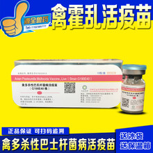 鸡鸭鹅疫苗 家禽疫苗 霍乱疫苗 鸡疫苗 禽多杀性巴氏杆菌活疫苗 西蜀农大 禽霍乱活疫苗1瓶价