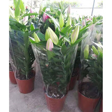 香水花盆栽苗带花苞水培室内客厅办公室阳台四季好养植物花卉 粉红色香水百合一盆三株苗原装盆 带盆栽好