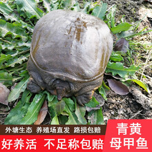 正画外塘生鲜大甲鱼苗活物淡水小甲鱼苗活体鳖苗老鳖王八团鱼 0.5-0.7斤规格甲鱼