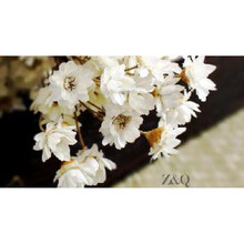 天星菊白菊花小星花干花真花雏菊干花小雏菊装饰花拍摄道具 小星花(一束30支)