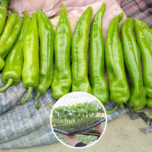 寿禾 辣椒种子大全特辣种籽朝天指天椒春季苗小米椒金螺丝杭椒线椒薄皮青椒泡椒辣子海椒七星椒寿光蔬菜种孑 辣帝1号尖椒苗 6棵