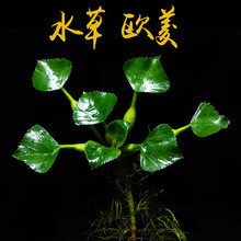 水族缸莫丝沉木草皮大叶榕海藻球爬地珍珠皇冠红绿宫廷水榕辣椒 青色 欧菱一株