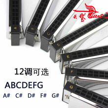 天鹅24孔口琴初学者学生高级成人专业演奏级单音标准C大调乐器 E调