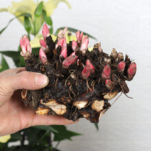 芍药根块四季盆栽花苗耐寒绿植适合冬天种的花卉室内庭院植物带花 芍药三个混装 不含盆