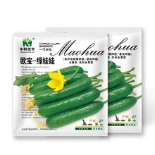 中科茂华蔬菜种子欧宝绿娃娃荷兰水果黄瓜种子无刺小黄瓜全雌一叶多瓜春秋耐寒阳台盆栽100粒
