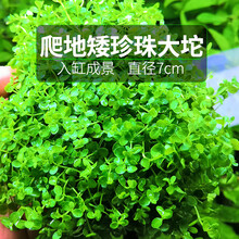 鱼缸前景水草迷你矮爬地珍珠牛毛毡活体真水草水族箱装饰造景草坪 爬地矮珍珠坨草(大坨) 无需水草泥