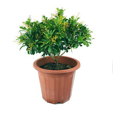 米兰花苗盆栽花苗室内客厅桌面阳台绿植盆景植物花卉 原生米兰花(包成活 包开花) 3年苗(带肥料)