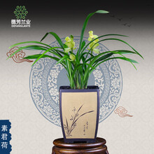 兰花苗浓香花卉绿植物盆栽室内阳台庭院四季建兰素君荷兰草盆景 素君荷：3苗连体带简易盆