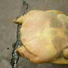 安小离黄河甲鱼活体中华鳖王八水鱼团鱼海鲜甲鱼苗黄河公甲鱼元鱼 2到2.3斤黄河公鱼(商品全为1只)