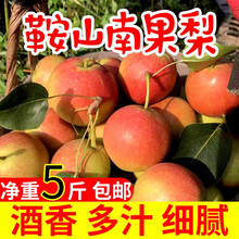 东北特产南果梨 新鲜水果梨当季梨香水梨鞍山南国梨 5斤 大果