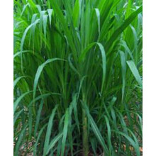 鱼塘水草种子水花生伊乐藻轮叶黑藻小龙虾鱼蟹养殖水草籽四季 甜象草(家禽鸡鸭鹅)种子一斤