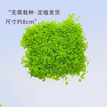 前景爬地矮珍珠趴地迷你鱼缸造景活体真水草懒人速成阴性淡水植物 网片趴地矮珍珠8X8cm