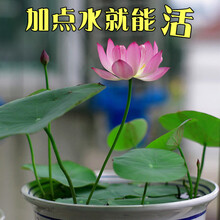 碗莲水培植物四季开花室内好养盆栽花卉室外绿植办公室易活睡莲花 A2贵妃30粒+盆+荷塘泥+肥 （拍1件发2套） 含盆