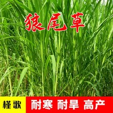 进口牧草种子四季多年生黑麦草紫花苜蓿草籽苏丹草种墨西哥玉米草种子抗旱高产喂养鸡鸭鹅猪牛羊鱼兔种籽简雪 狼尾草种子1斤