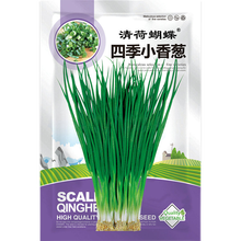 清荷蝴蝶 庭院阳台 四季小香葱种子 四季种阳台盆栽庭院大田小葱蔬菜种子籽四季播易种蔬果种子 四季小香葱种子 10克 原包装