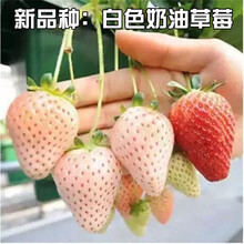 草莓种子四季种植盆栽花种籽子食用室内阳台易活奶油水果草莓种孑 七种草莓混合 500粒+肥料