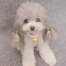 狗狗长命锁项链狗狗小型犬宠物饰品猫咪挂饰吊坠泰迪铃铛项圈 无铃铛款(粉绳子) XS-超小型