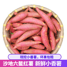 新鲜红薯 沙地六鳌红薯板栗薯地瓜 非湛江金手指小香薯 中小果 2.5kg
