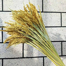 苏茂 天然稻穗干花稻草稻谷干枝丰收农家乐风干真花田园道具拍摄干麦穗 黄色稻穗100支 干花包