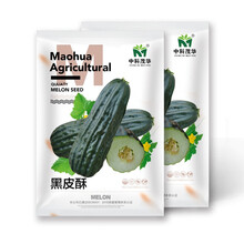 中科茂华瓜果种子黑皮酥菜瓜种子低糖黑皮淡绿瓤绿皮红瓤菜瓜规模种植5克