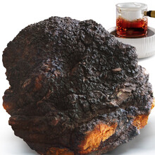 海尾 桦树茸白桦茸1000g【精选1大个】整块长白山桦褐孔菌桑黄灵芝伴侣茶 桦树泪华树树茸